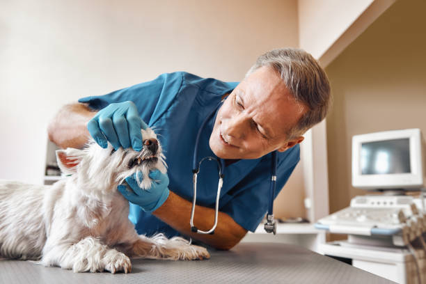 Best Walk-In Emergency Dentist in Bristol, FL